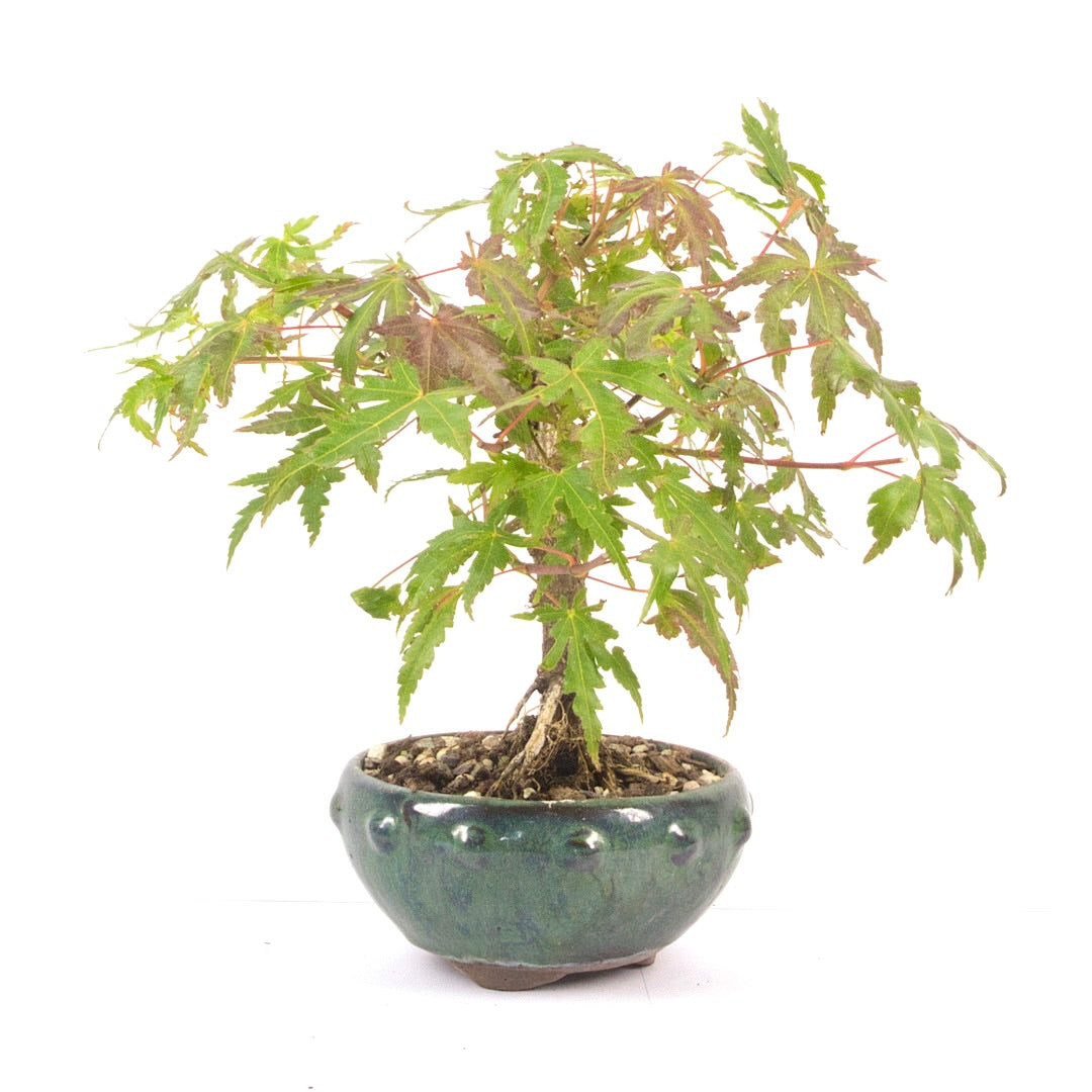 Fächer-Ahorn 'Acer palmatum'