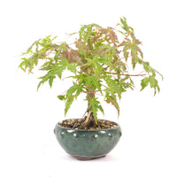 Fächer-Ahorn 'Acer palmatum'