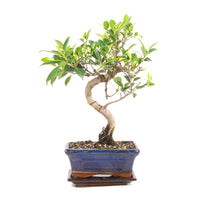 Chinesische Feige 'Ficus Retusa'