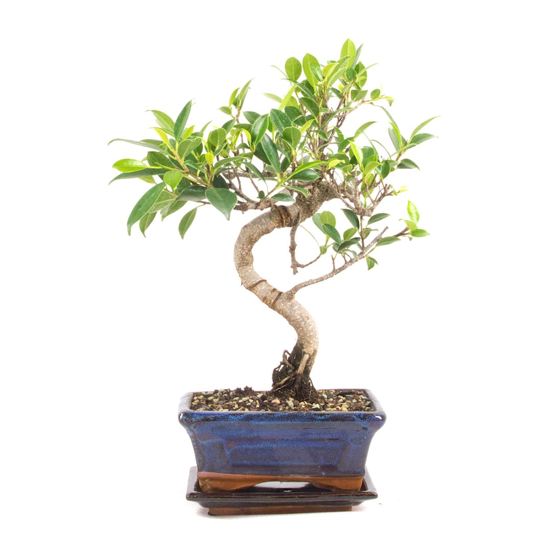 Chinesische Feige 'Ficus Retusa'
