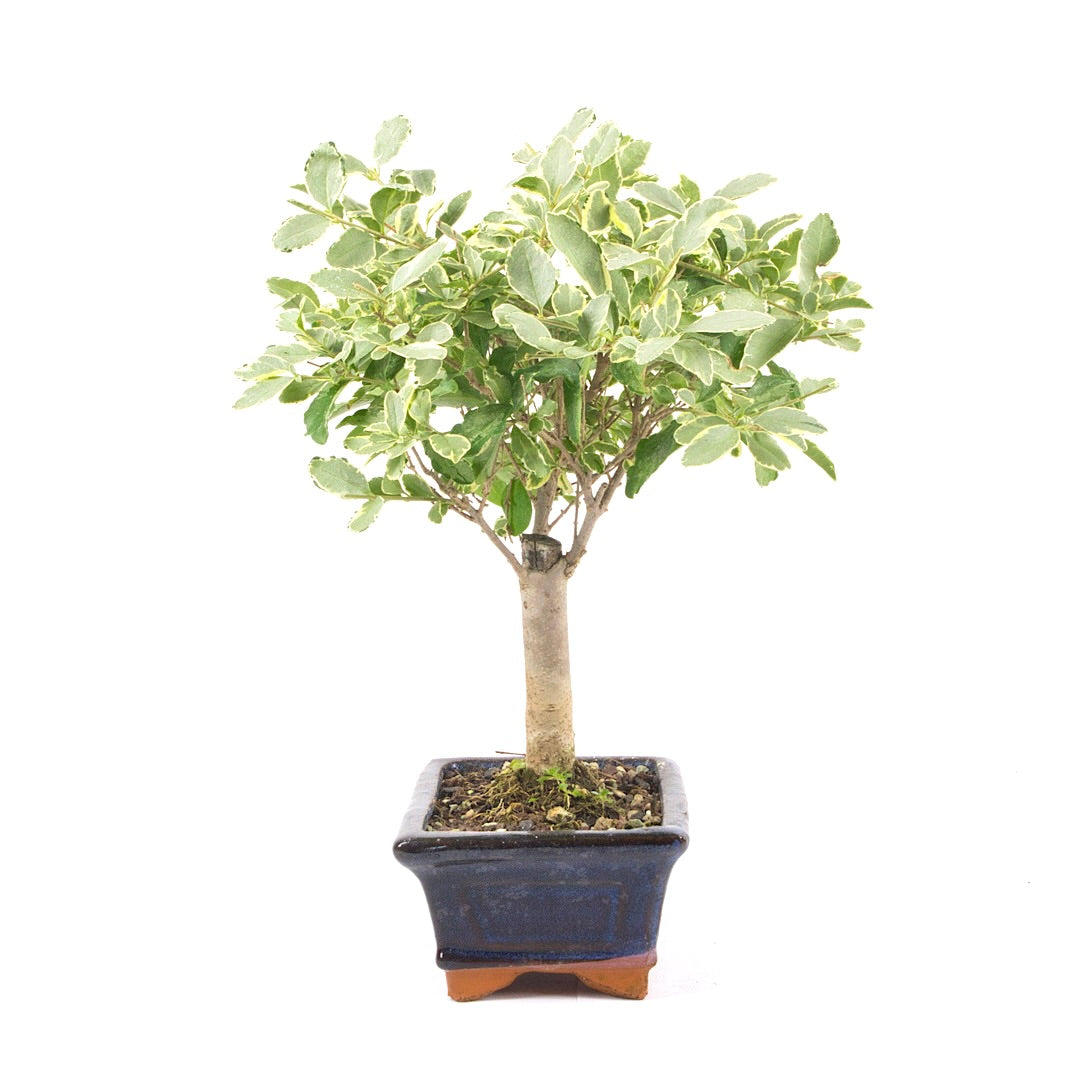 Ovalblättriger Liguster Buntblättrig ‚Ligustrum ovalifolium variegatum‘