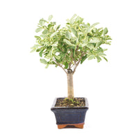 Ovalblättriger Liguster Buntblättrig ‚Ligustrum ovalifolium variegatum‘