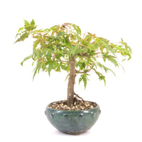 Fächer-Ahorn 'Acer palmatum'