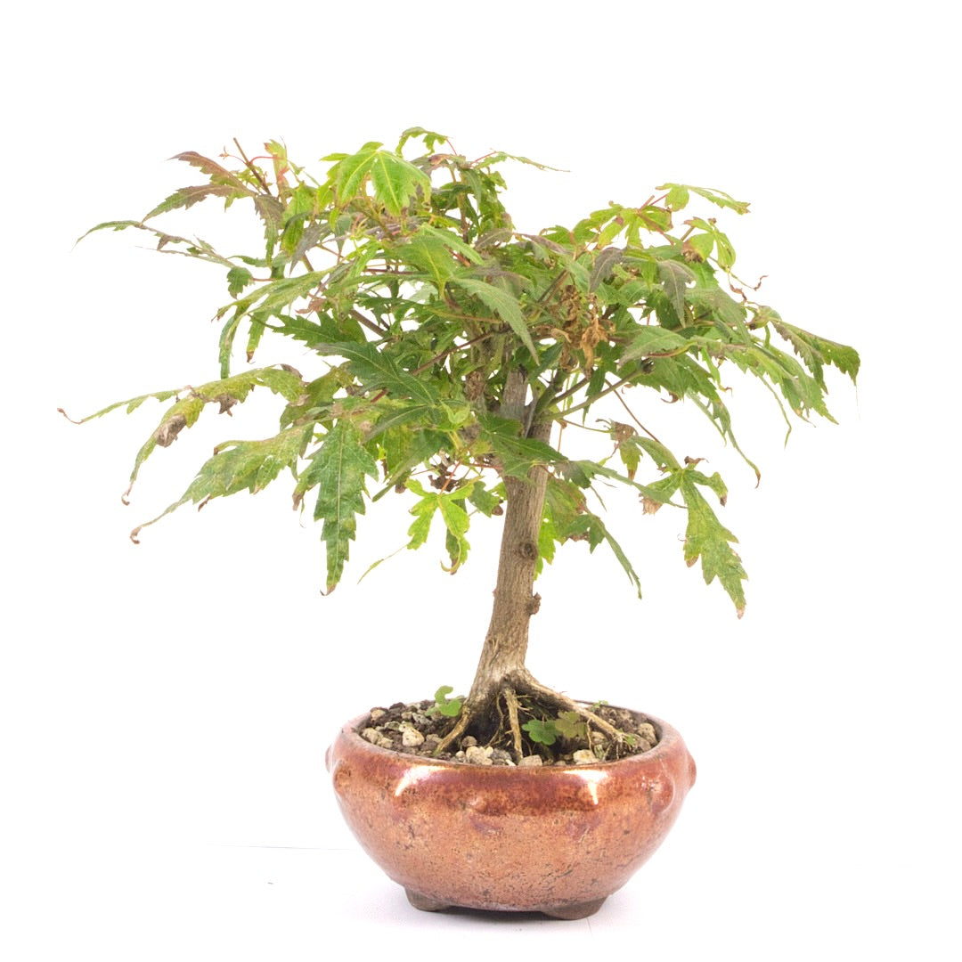 Fächer-Ahorn 'Acer palmatum'