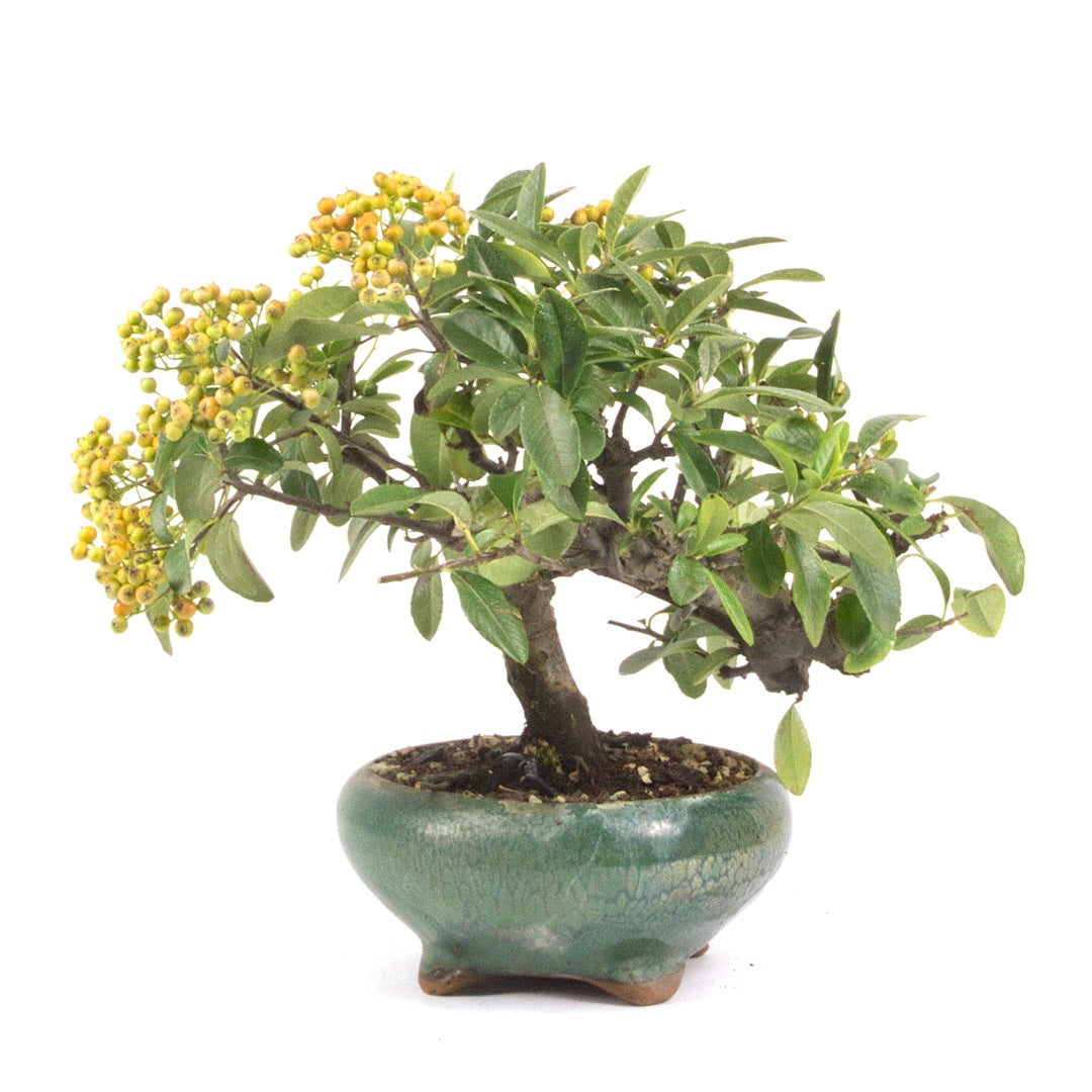 Feuerdorn 'Pyracantha coccinea'