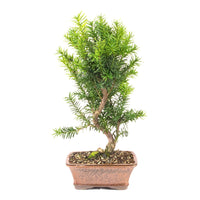 Eibe Hybrid 'Taxus media'