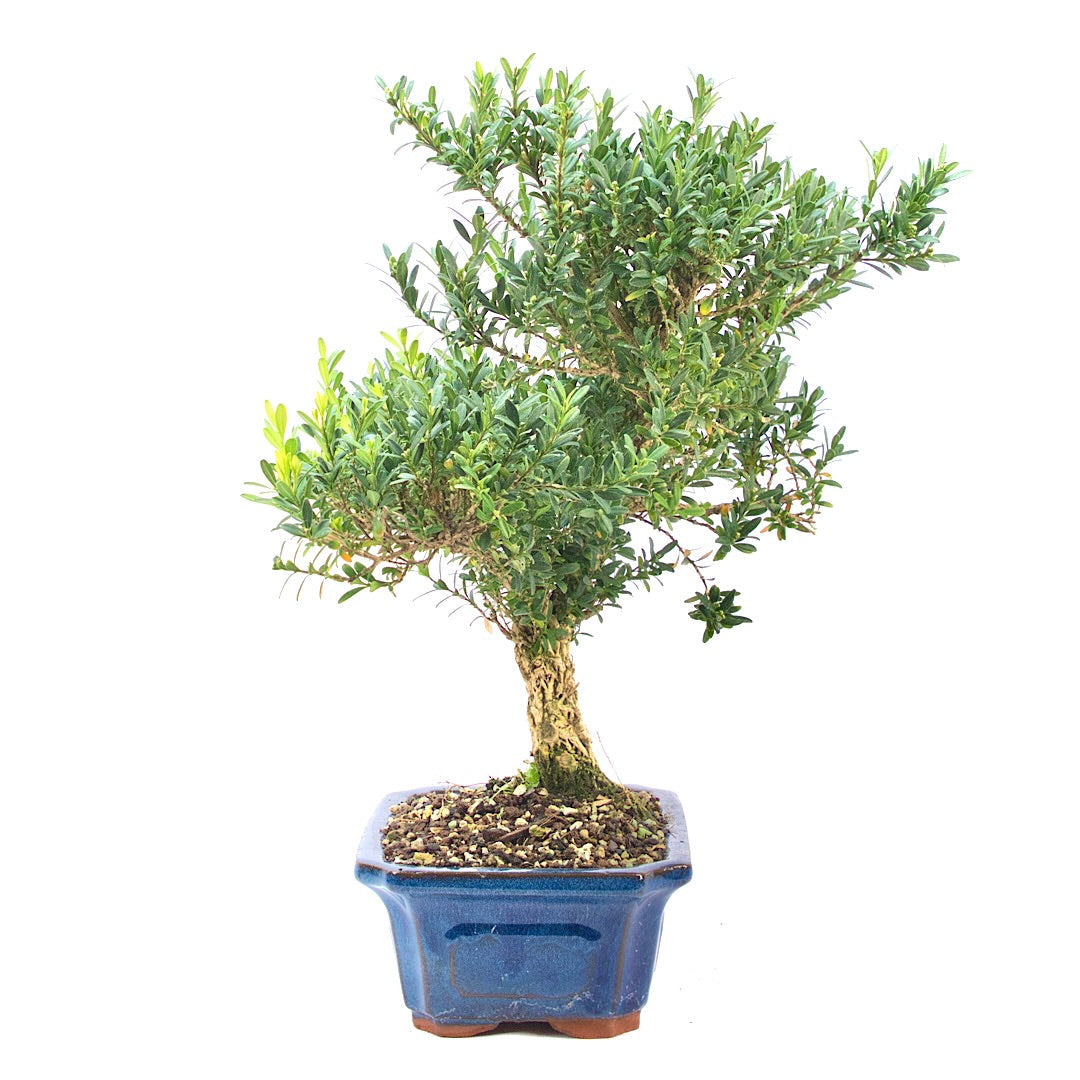 Chinesischer Buchsbaum 'Buxus harlandii'