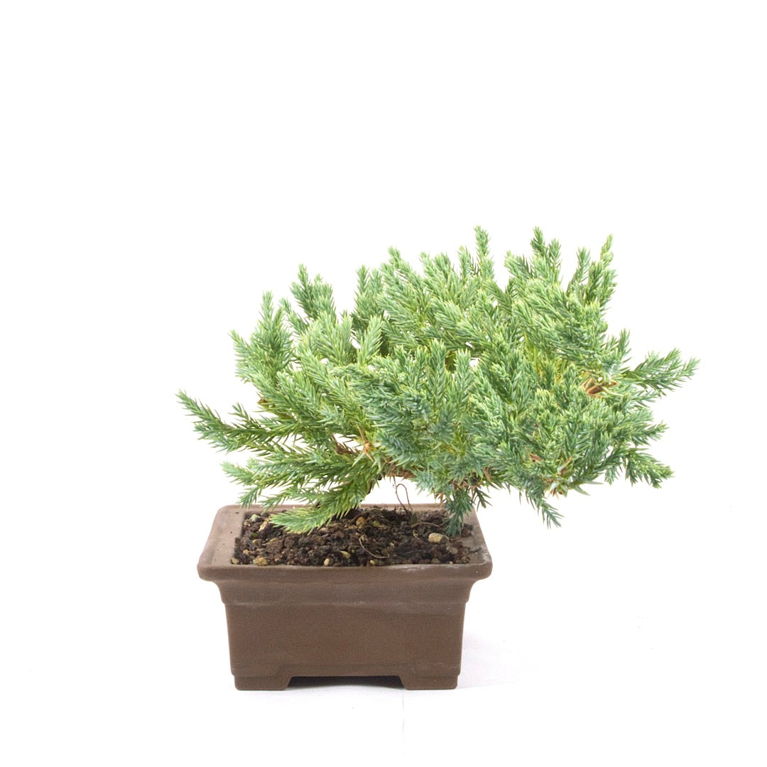 Kissen Wacholder 'Juniperus procumbens Nana'