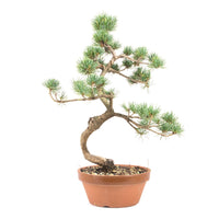 Mädchenkiefer 'Pinus parviflora'