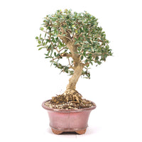 Wild-Olive 'Olea europaea sylvestris '