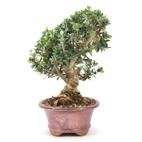 Wild-Olive 'Olea europaea sylvestris '