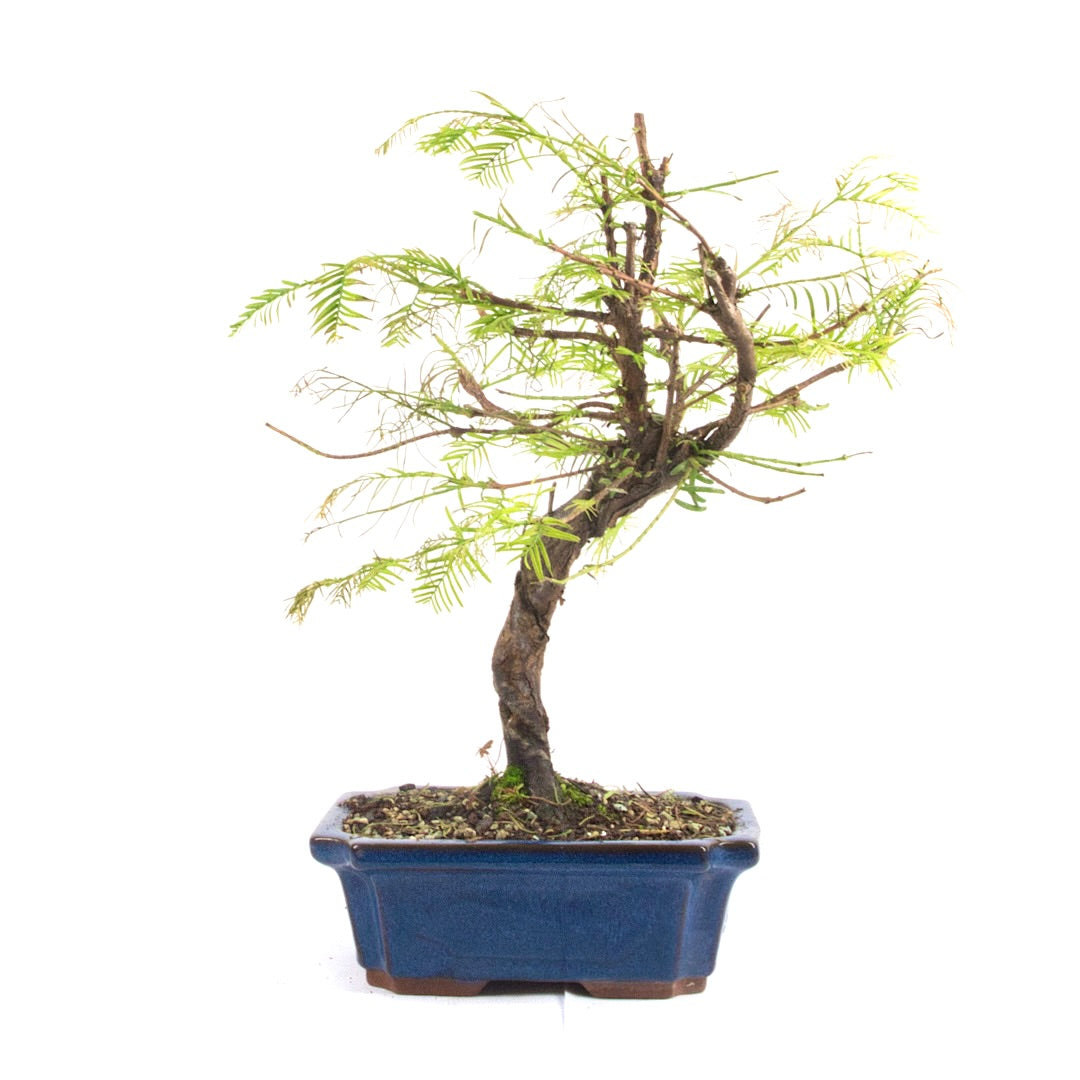 Urwelt Mammutbaum 'Metasequoia glyptostroboides'