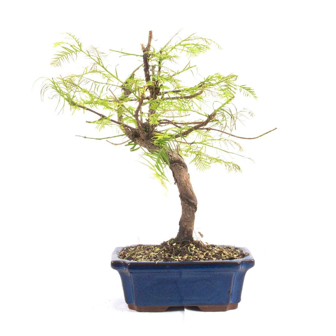 Urwelt Mammutbaum 'Metasequoia glyptostroboides'