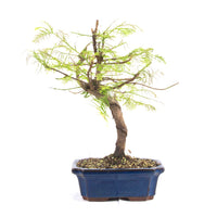 Urwelt Mammutbaum 'Metasequoia glyptostroboides'