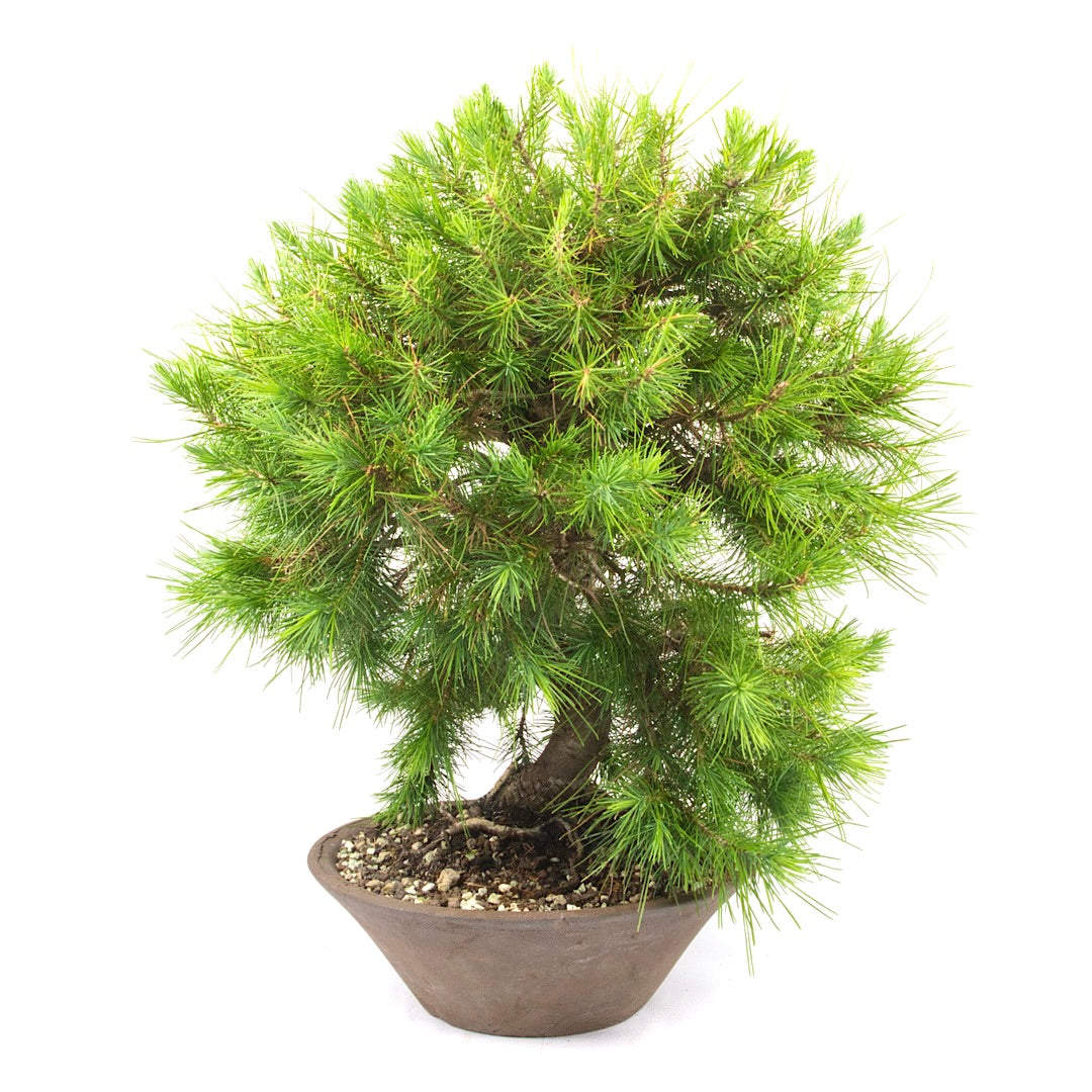 Aleppo-Kiefer 'Pinus halepensis'