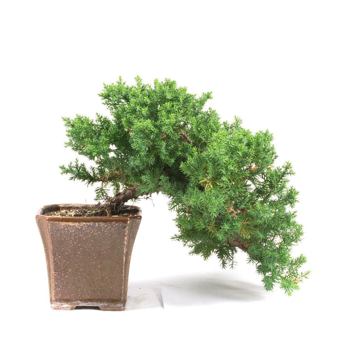 Kissen Wacholder 'Juniperus procumbens Nana'