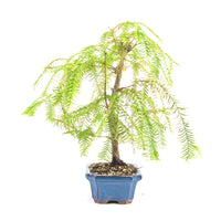 Urwelt Mammutbaum 'Metasequoia glyptostroboides'