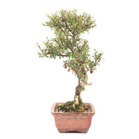 Fächer- Zwergmispel 'Cotoneaster horizontalis'