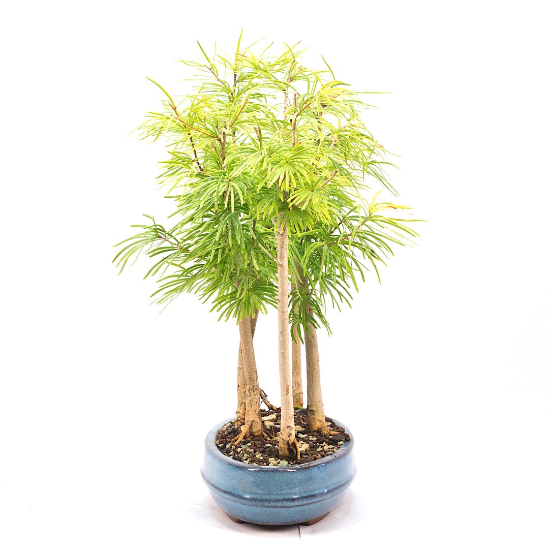 Goldlärche Wald 'Pseudolarix amabilis'