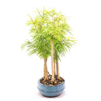 Goldlärche Wald 'Pseudolarix amabilis'