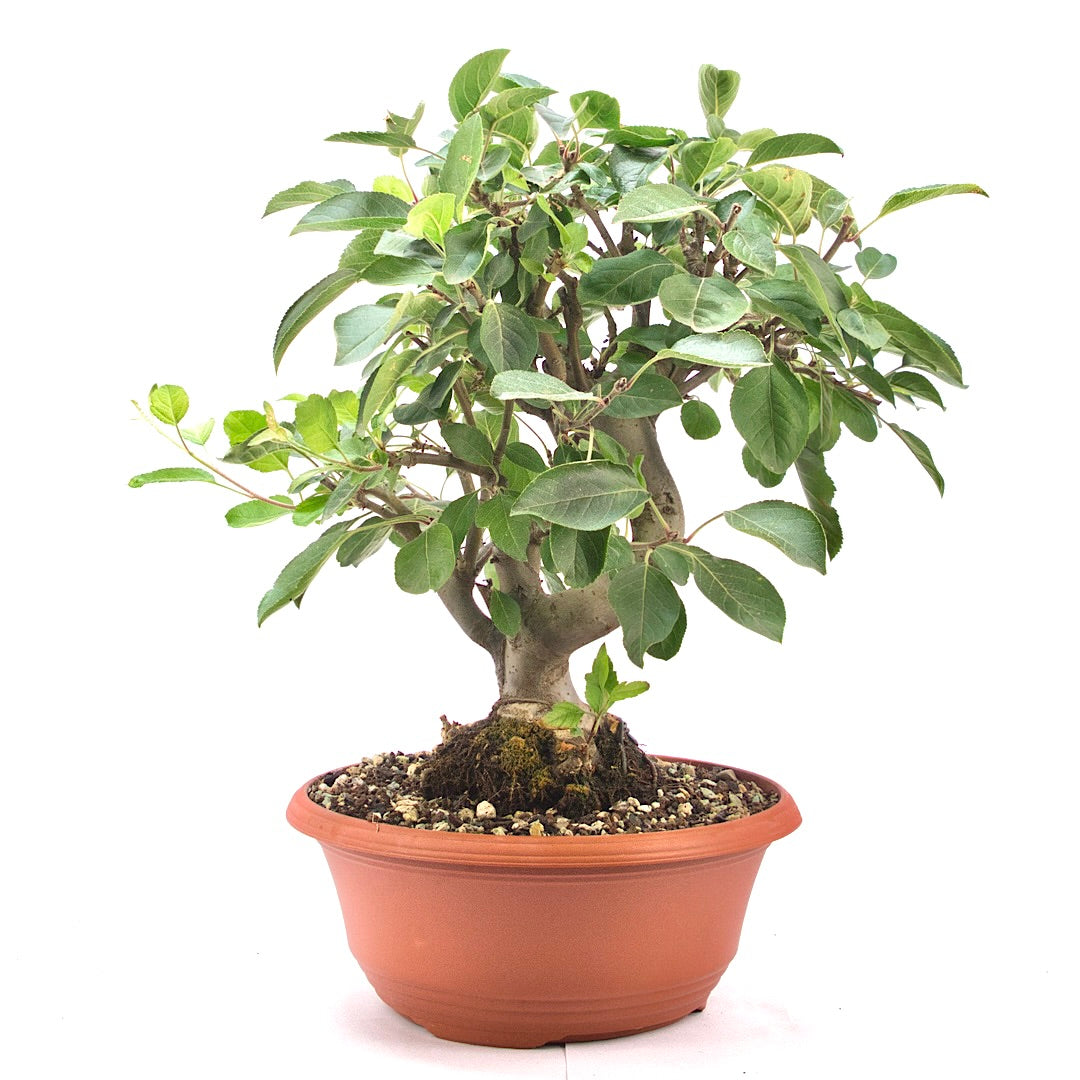 Zierapfel 'Malus spec.'