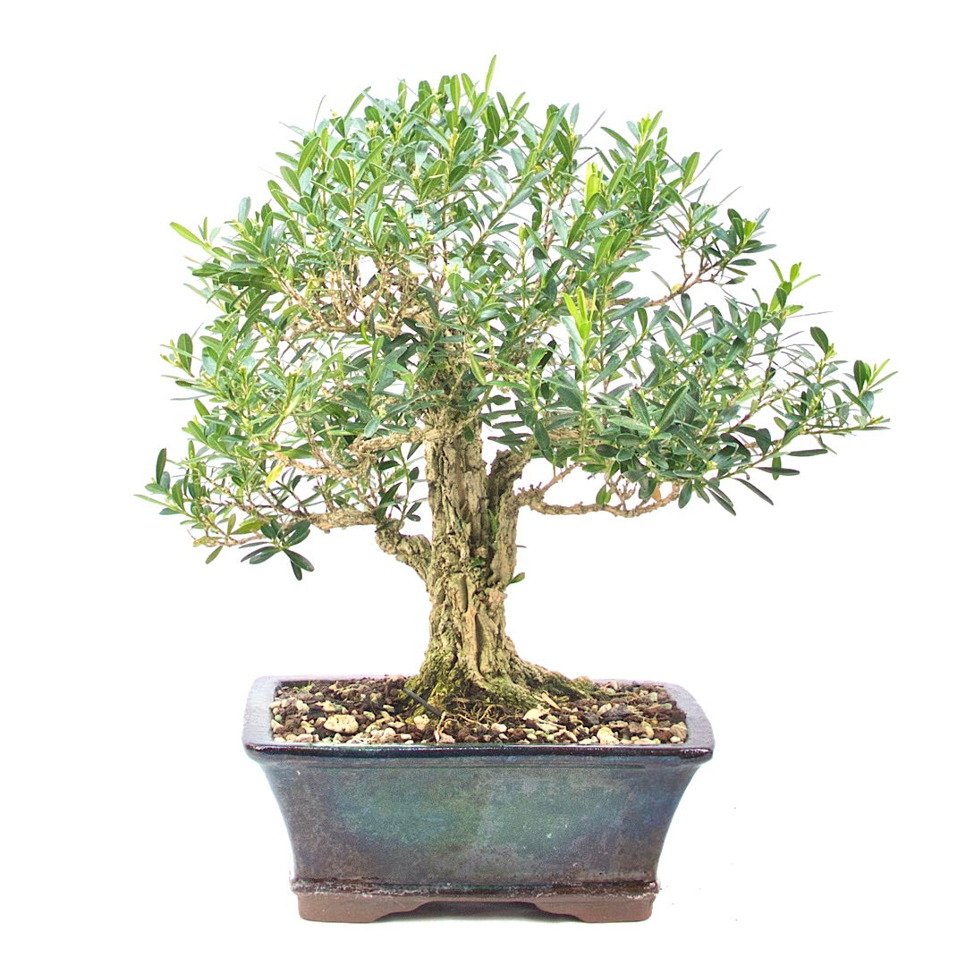 Chinesischer Buchsbaum 'Buxus harlandii'