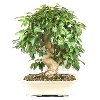 Zierapfel 'Malus spec.'