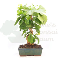 Ginkgo biloba 'Fächerblattbaum'