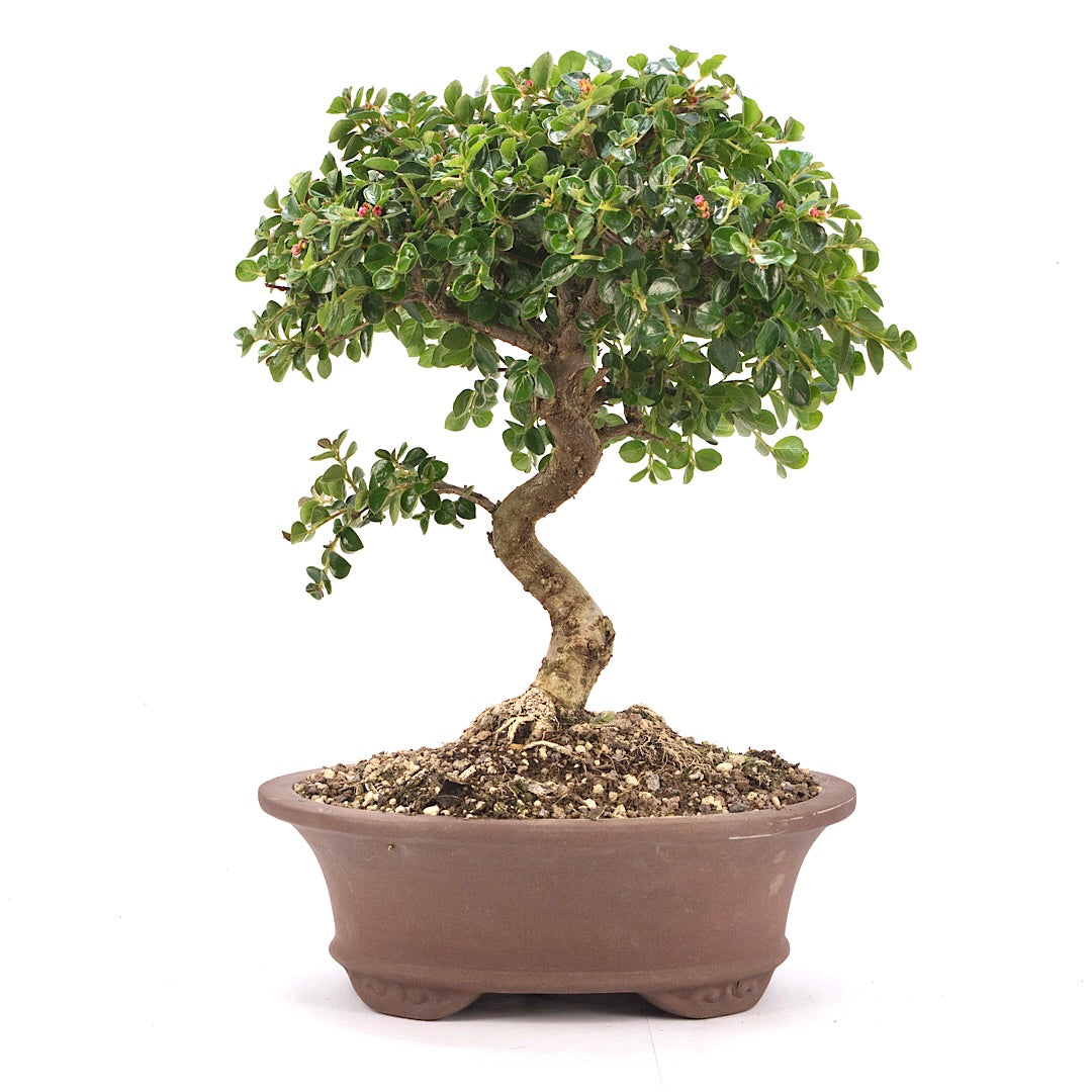 Fächer- Zwergmispel 'Cotoneaster horizontalis'