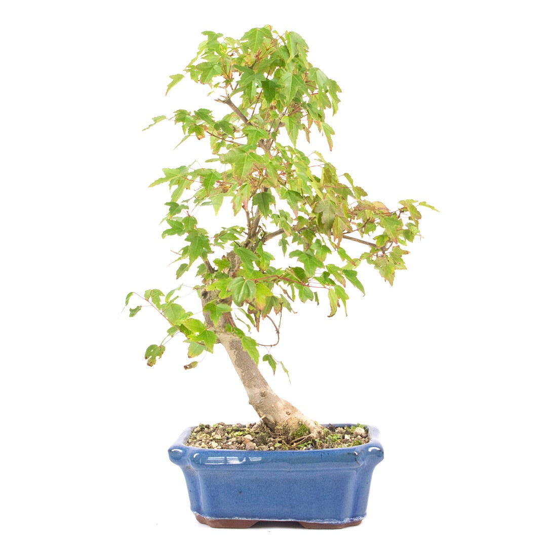Dreispitz-Ahorn 'Acer buergerianum'