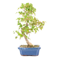 Dreispitz-Ahorn 'Acer buergerianum'