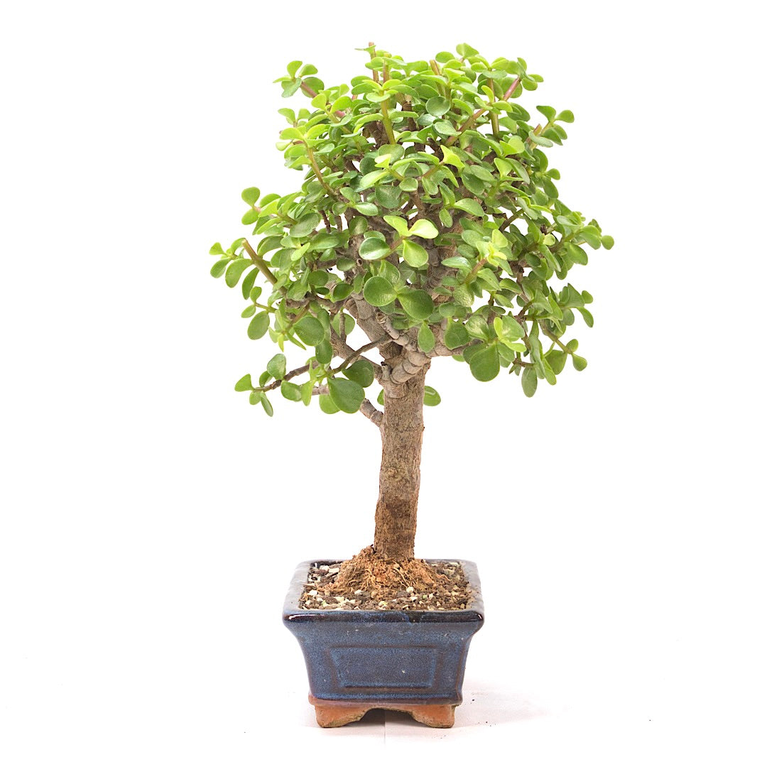 Speckbaum 'Portulacaria afra'