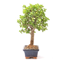 Speckbaum 'Portulacaria afra'
