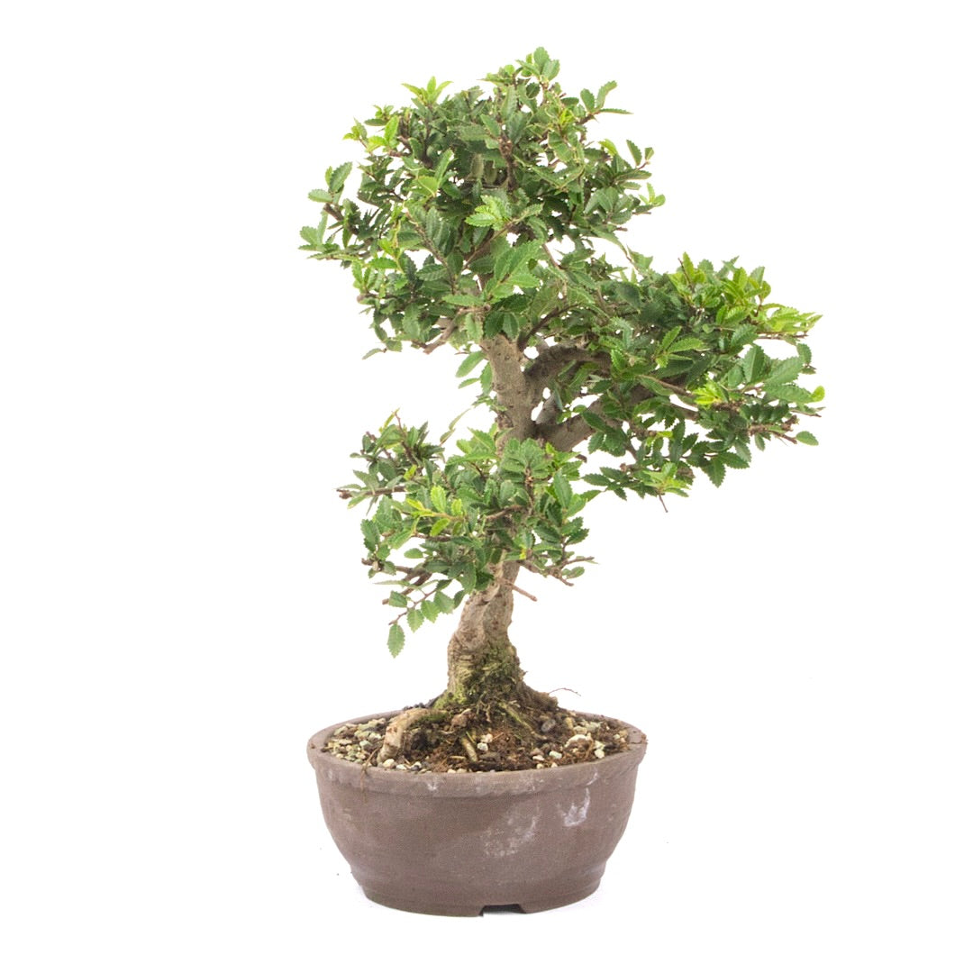 Japanische Ulme 'Ulmus japonica'