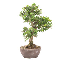 Japanische Ulme 'Ulmus japonica'
