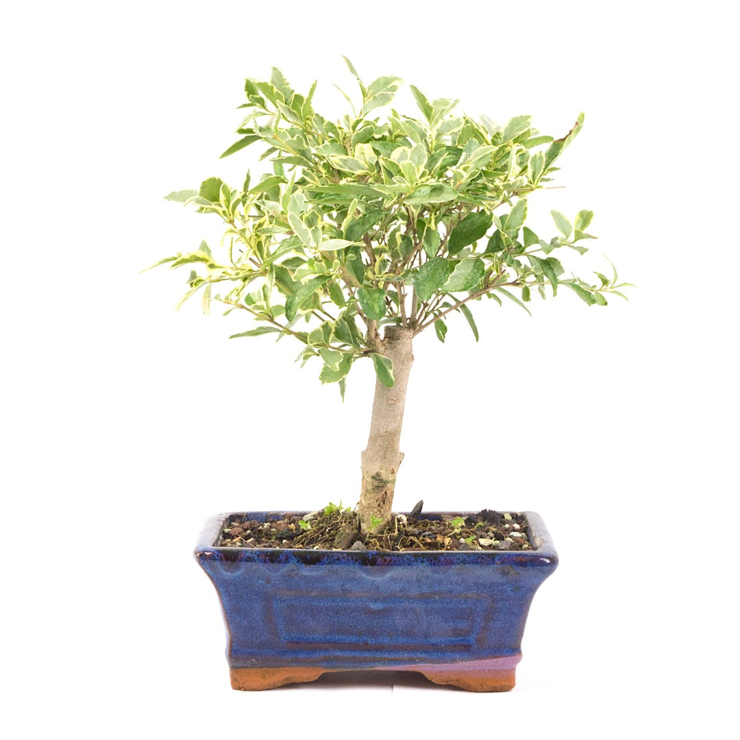 Ovalblättriger Liguster Buntblättrig ‚Ligustrum ovalifolium variegatum‘