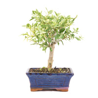 Ovalblättriger Liguster Buntblättrig ‚Ligustrum ovalifolium variegatum‘
