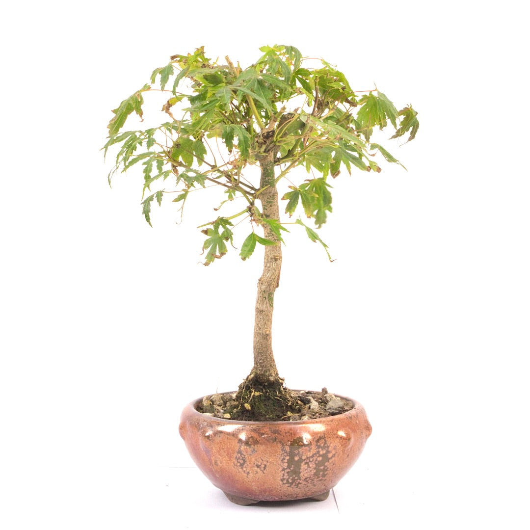 Fächer-Ahorn 'Acer palmatum'