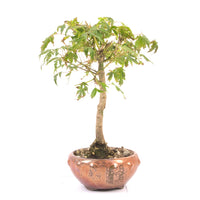 Fächer-Ahorn 'Acer palmatum'