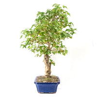 Dreispitz-Ahorn 'Acer buergerianum'