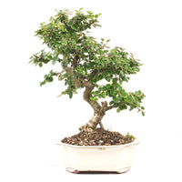 Fächer- Zwergmispel 'Cotoneaster horizontalis'