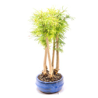 Goldlärche Wald 'Pseudolarix amabilis'