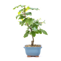 Rotbuche 'Fagus sylvatica'