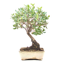 Kork-Eiche 'Quercus suber'