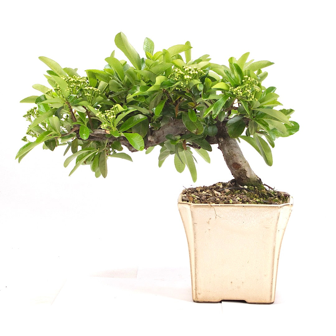 Feuerdorn 'Pyracantha coccinea'