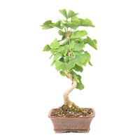 Ginkgo biloba 'Fächerblattbaum'