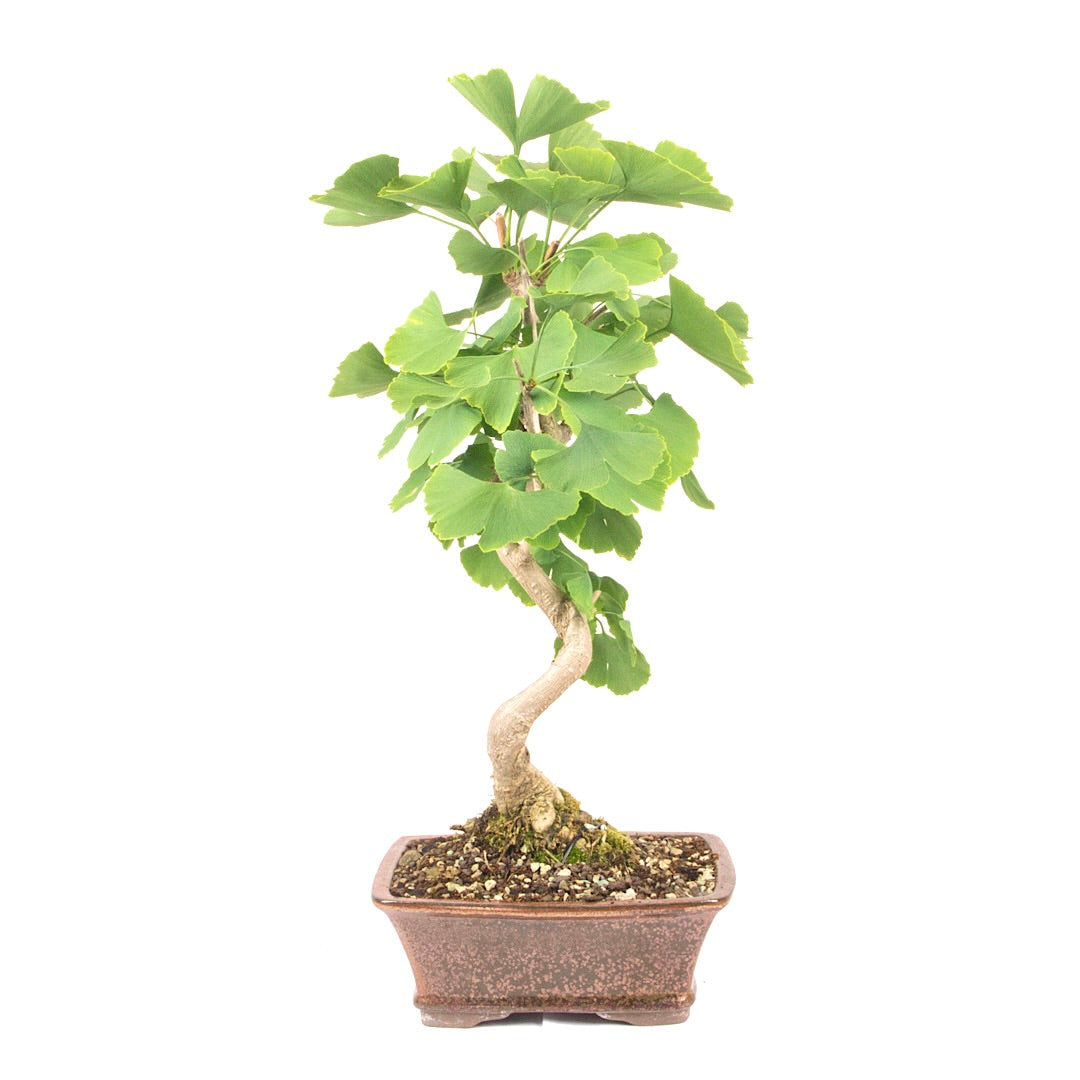 Ginkgo biloba 'Fächerblattbaum'