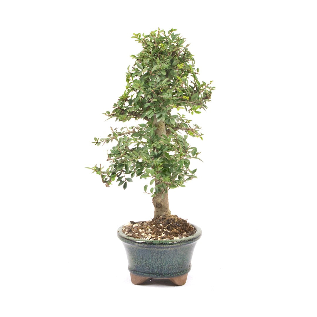 Japanische Ulme 'Ulmus japonica'