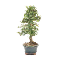 Japanische Ulme 'Ulmus japonica'