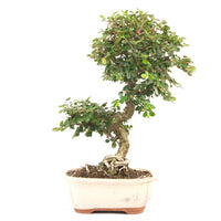 Fächer- Zwergmispel 'Cotoneaster horizontalis'